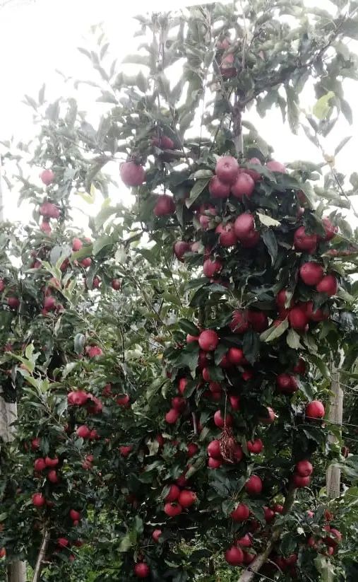 Braeburn