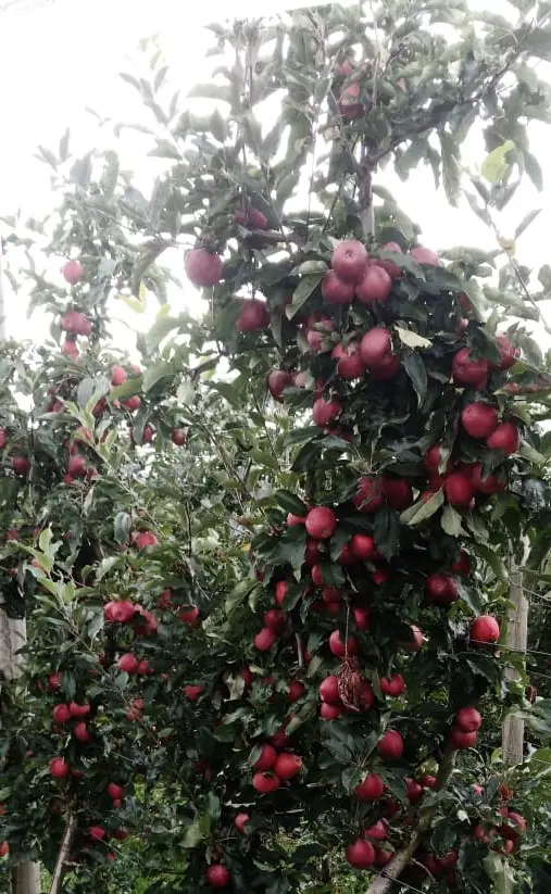Braeburn